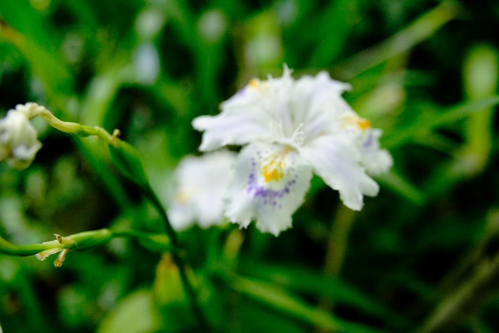 Iris intruso? - Iris japonica