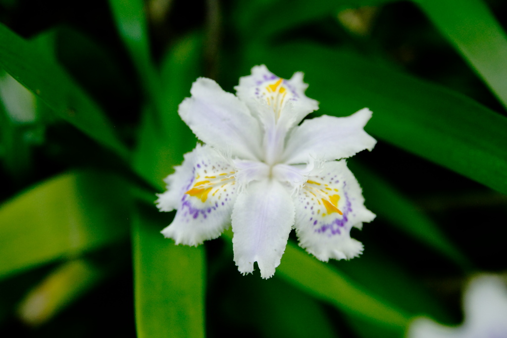 Iris intruso? - Iris japonica