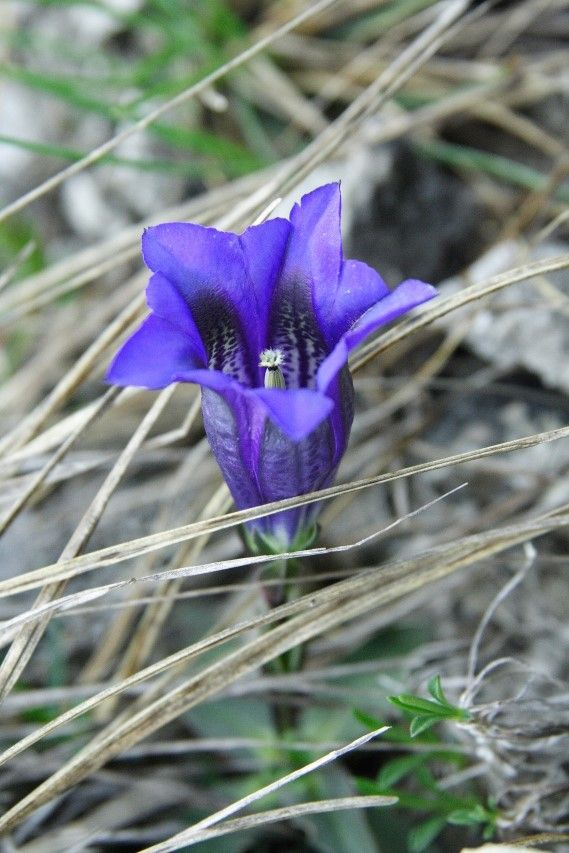 Gentiana clusii  (Gentianaceae)