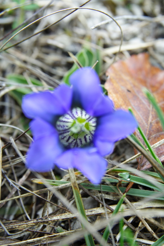 Gentiana clusii  (Gentianaceae)