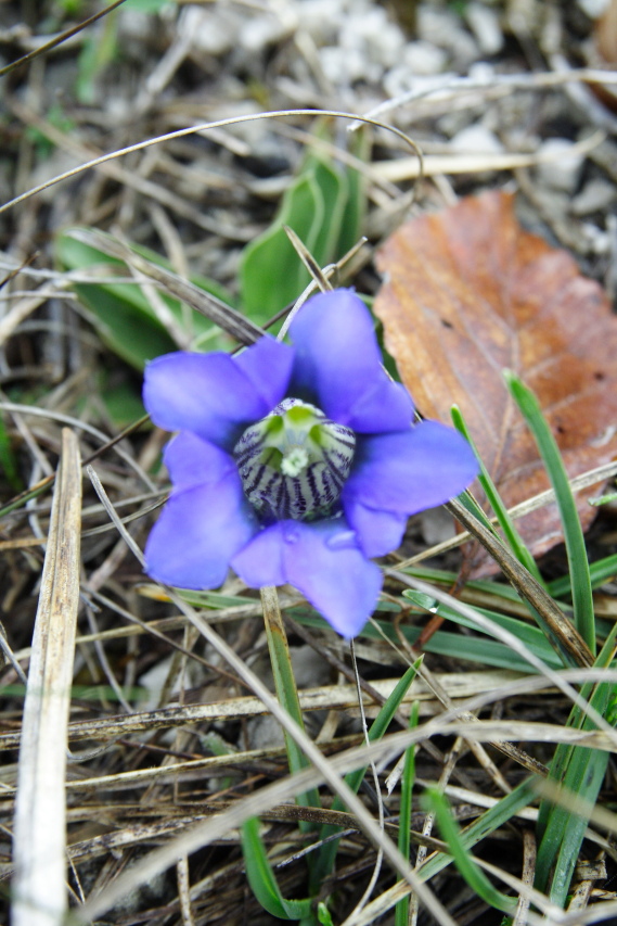 Gentiana clusii  (Gentianaceae)