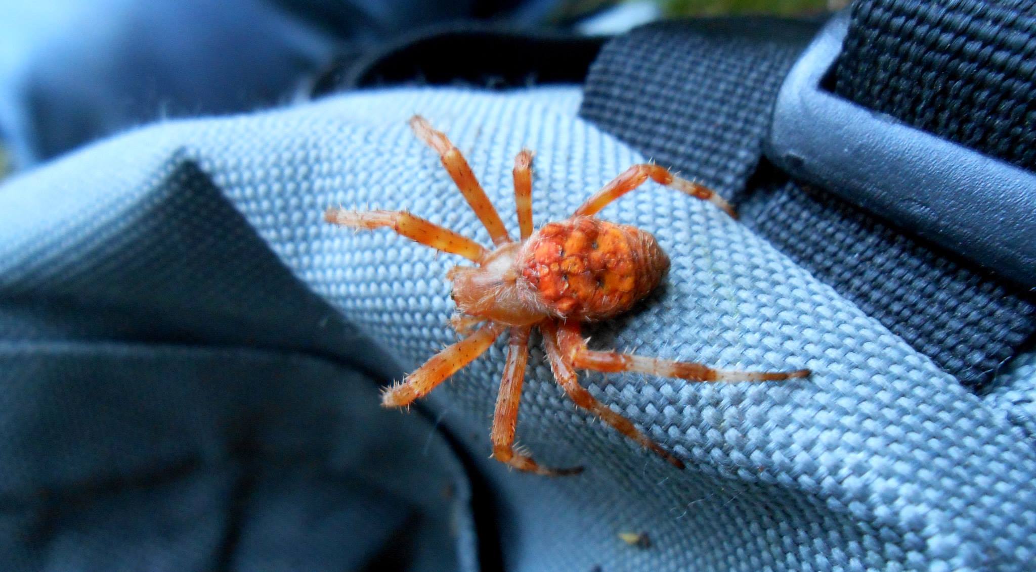 Araneus diadematus -