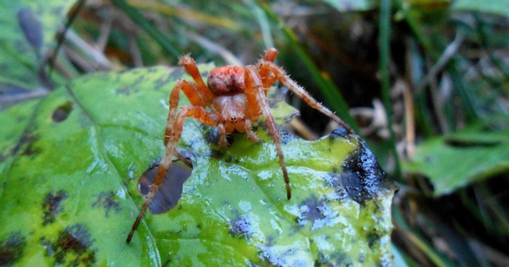 Araneus diadematus -