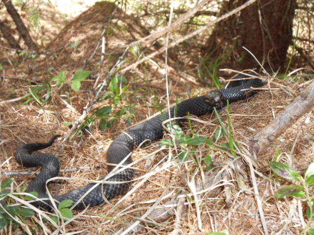 Coronella austriaca