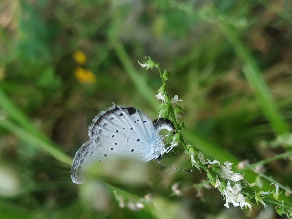 bruco di Cupido alcetas su Melilotus alba?