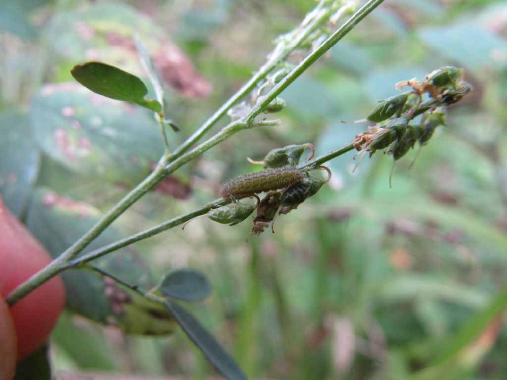 bruco di Cupido alcetas su Melilotus alba?