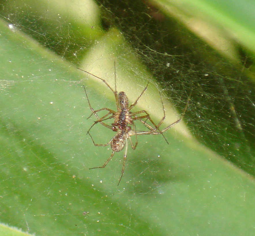 Linyphiidae