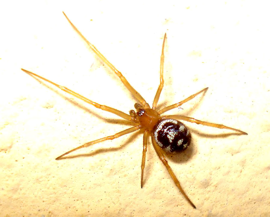 Steatoda grossa - Perugia (PG)