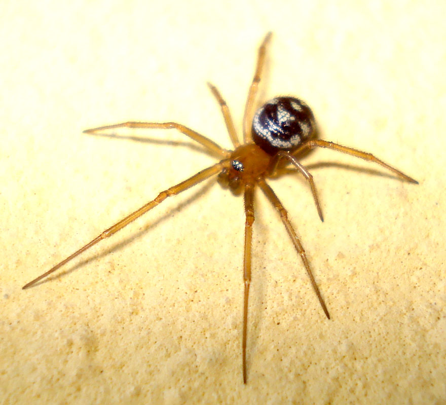 Steatoda grossa - Perugia (PG)