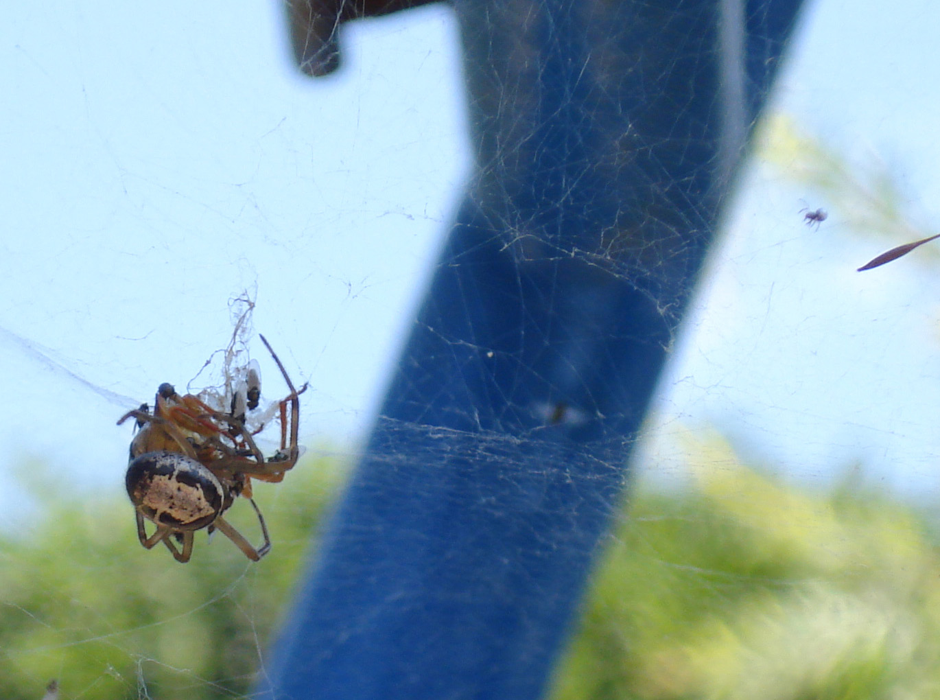 Steatoda nobilis, Pentatomidae, Argyrodes...