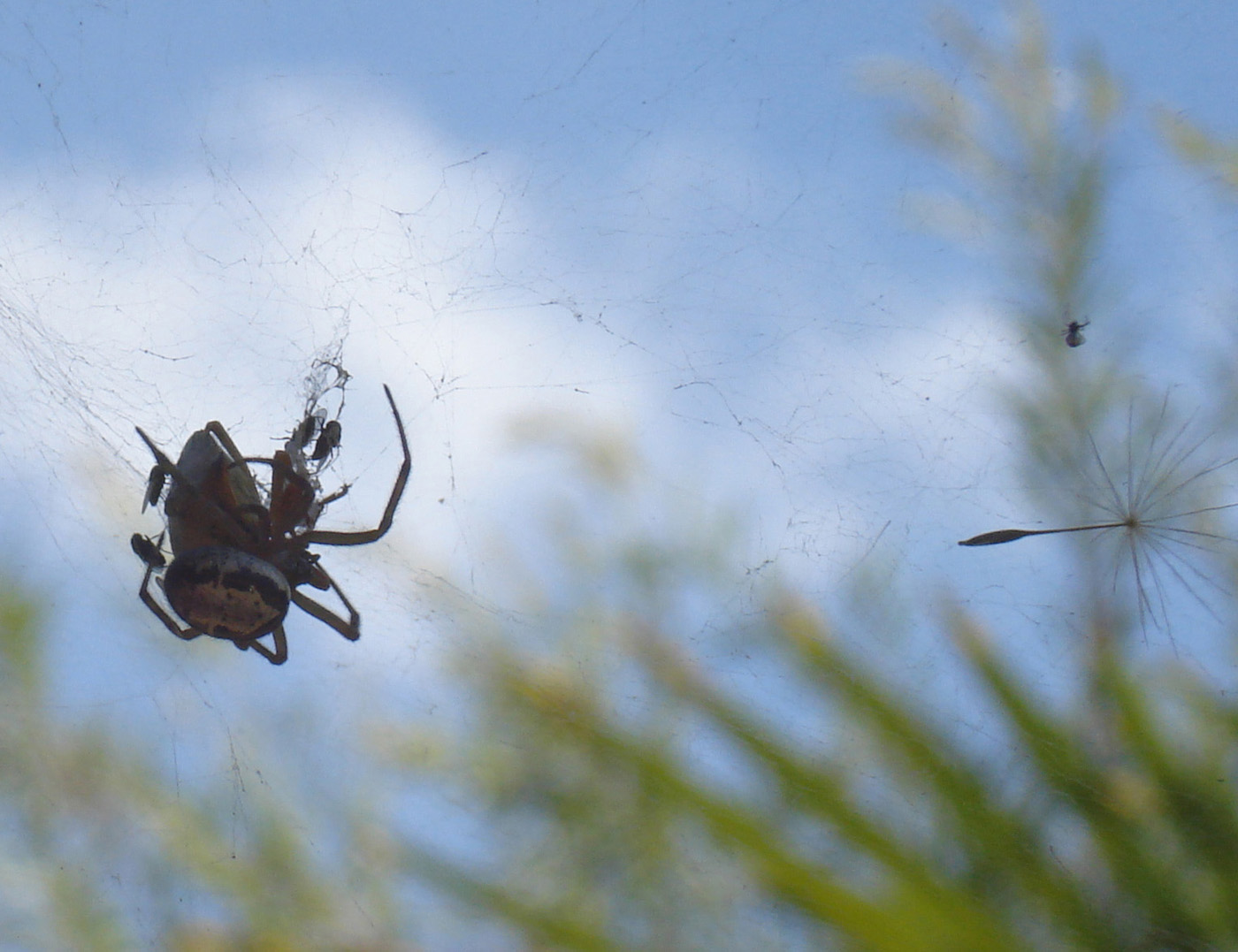 Steatoda nobilis, Pentatomidae, Argyrodes...