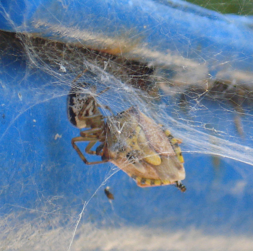 Steatoda nobilis, Pentatomidae, Argyrodes...