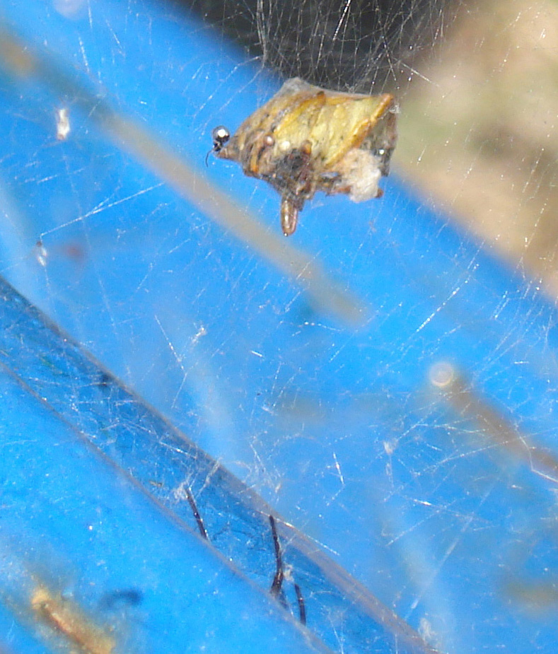 Steatoda nobilis, Pentatomidae, Argyrodes...