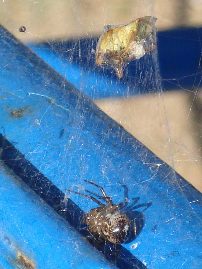 Steatoda nobilis, Pentatomidae, Argyrodes...