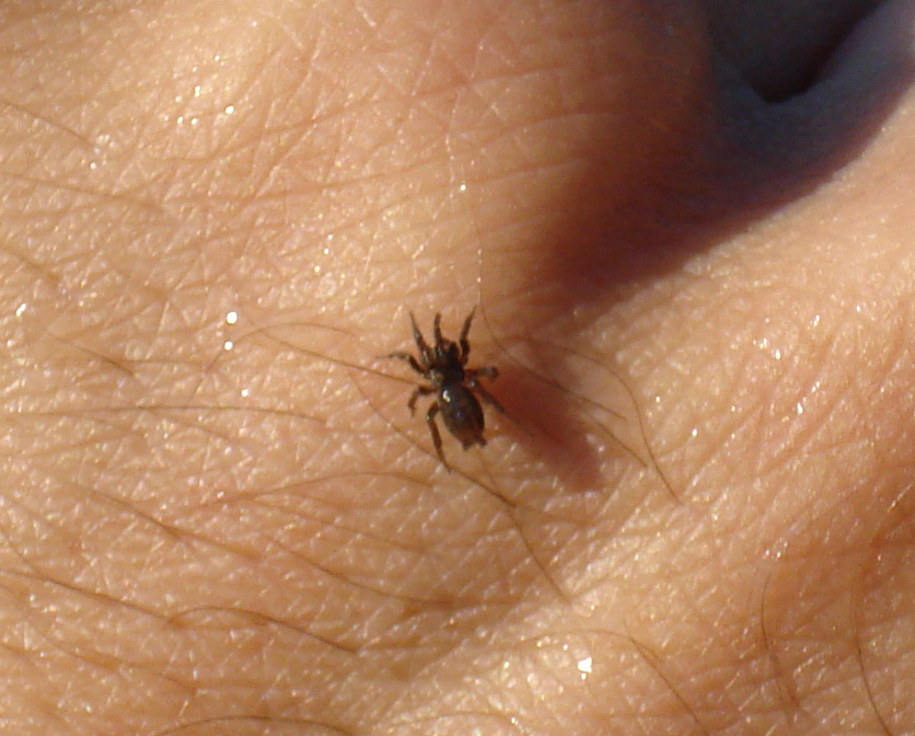 Gnaphosidae