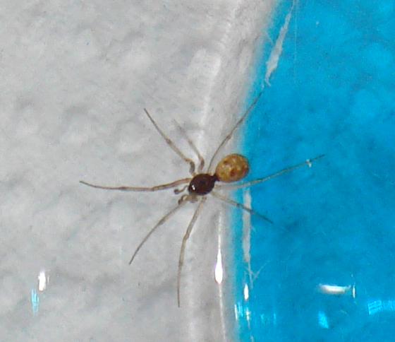 Steatoda triangulosa