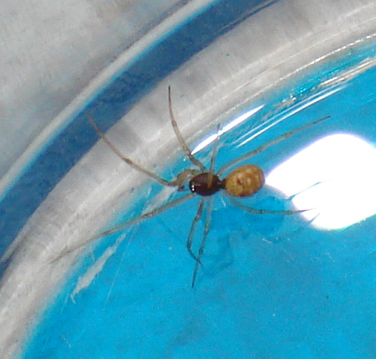 Steatoda triangulosa