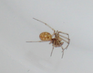 Steatoda triangulosa