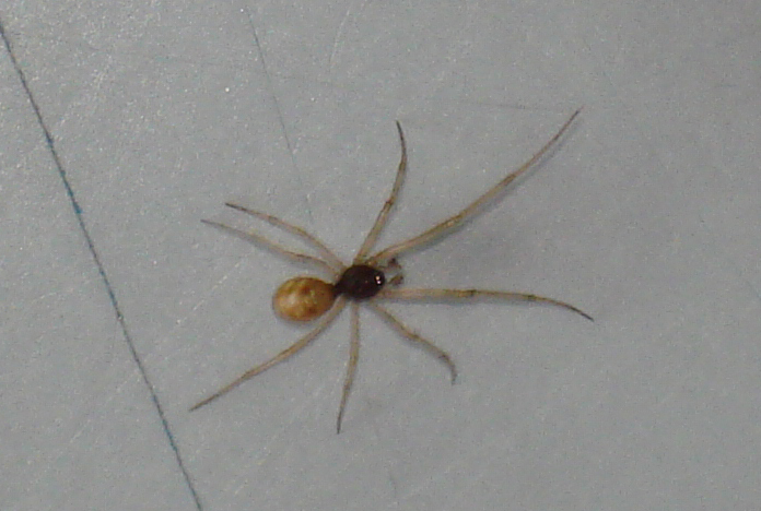 Steatoda triangulosa