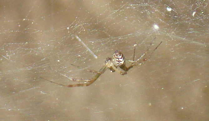 Linyphiidae