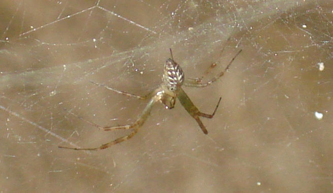 Linyphiidae