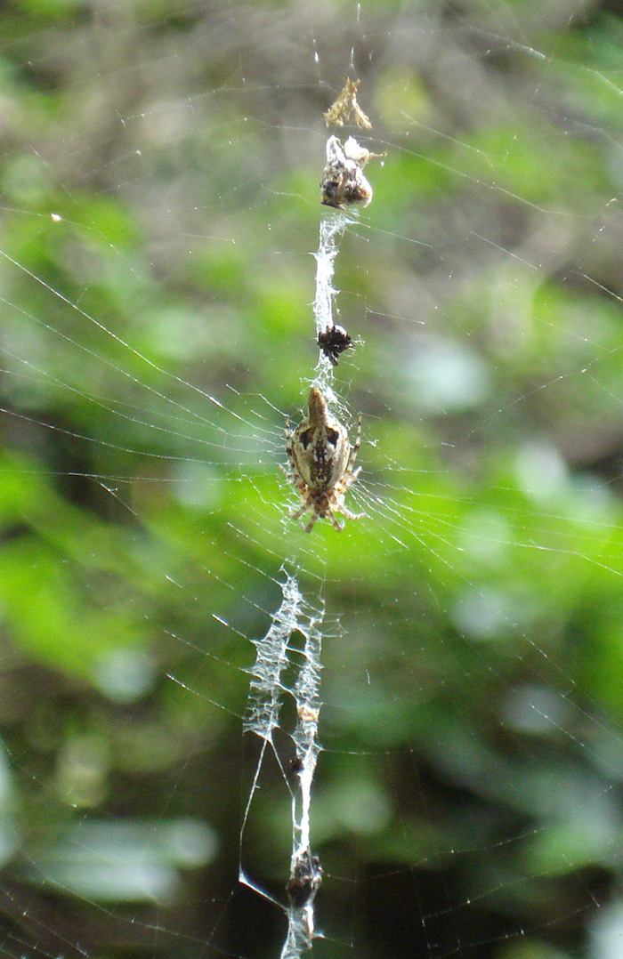 Cyclosa conica - Parco del Circeo (LT)