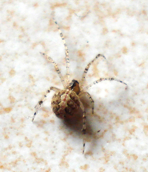 Theridion sp. - Anzio (RM)