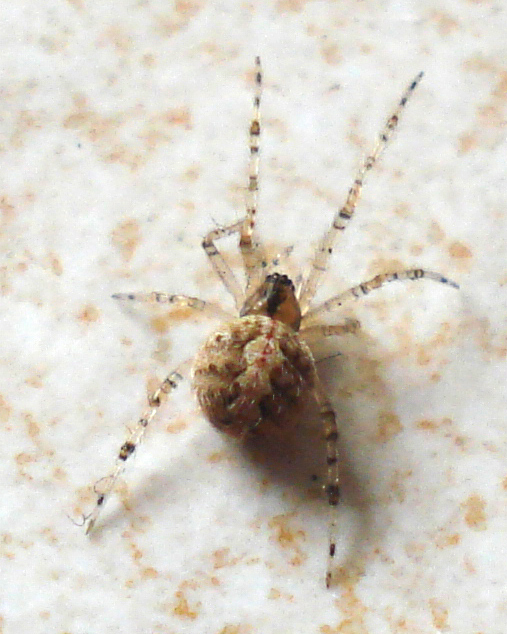 Theridion sp. - Anzio (RM)