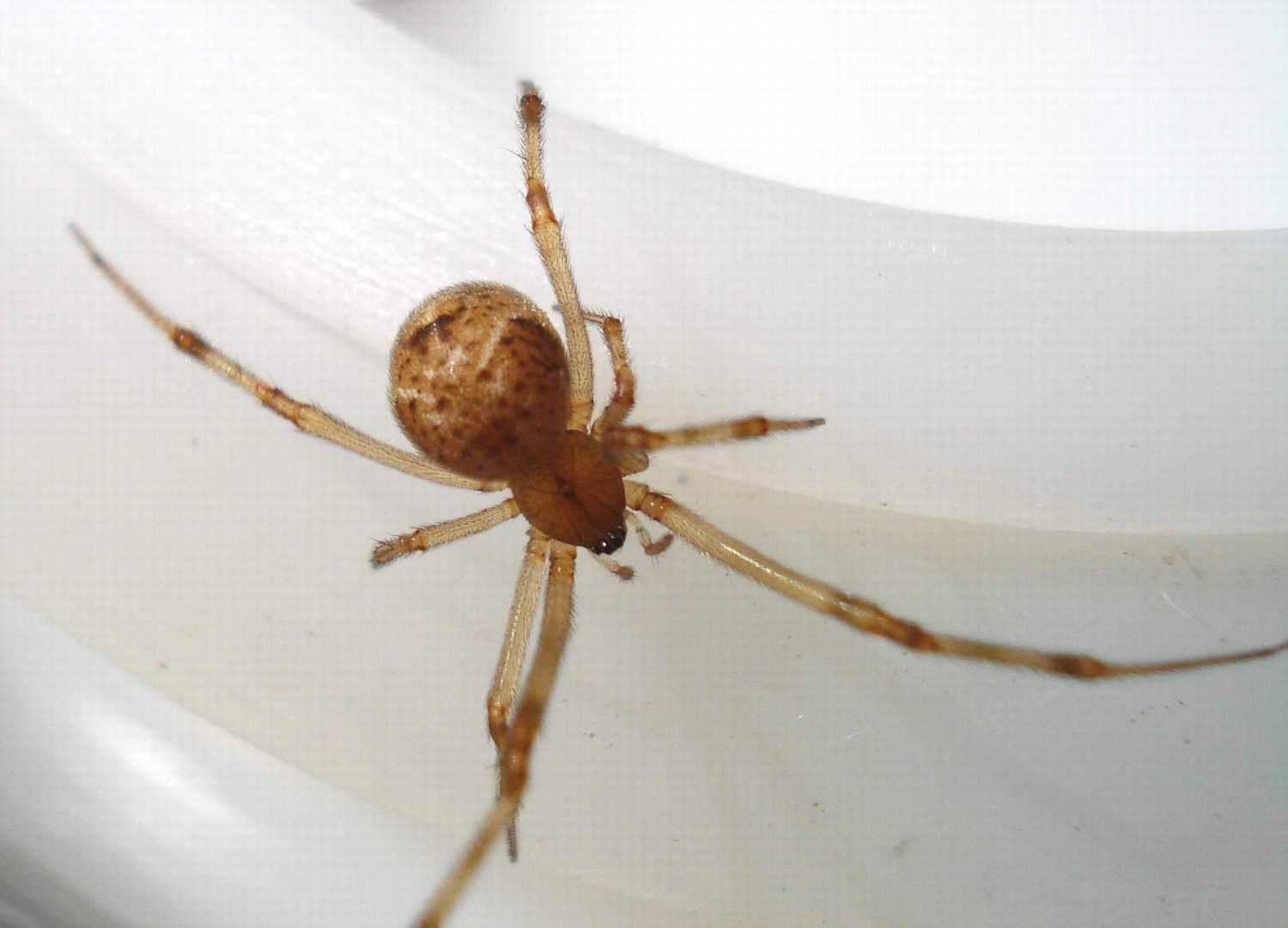 Parasteatoda tepidariorum