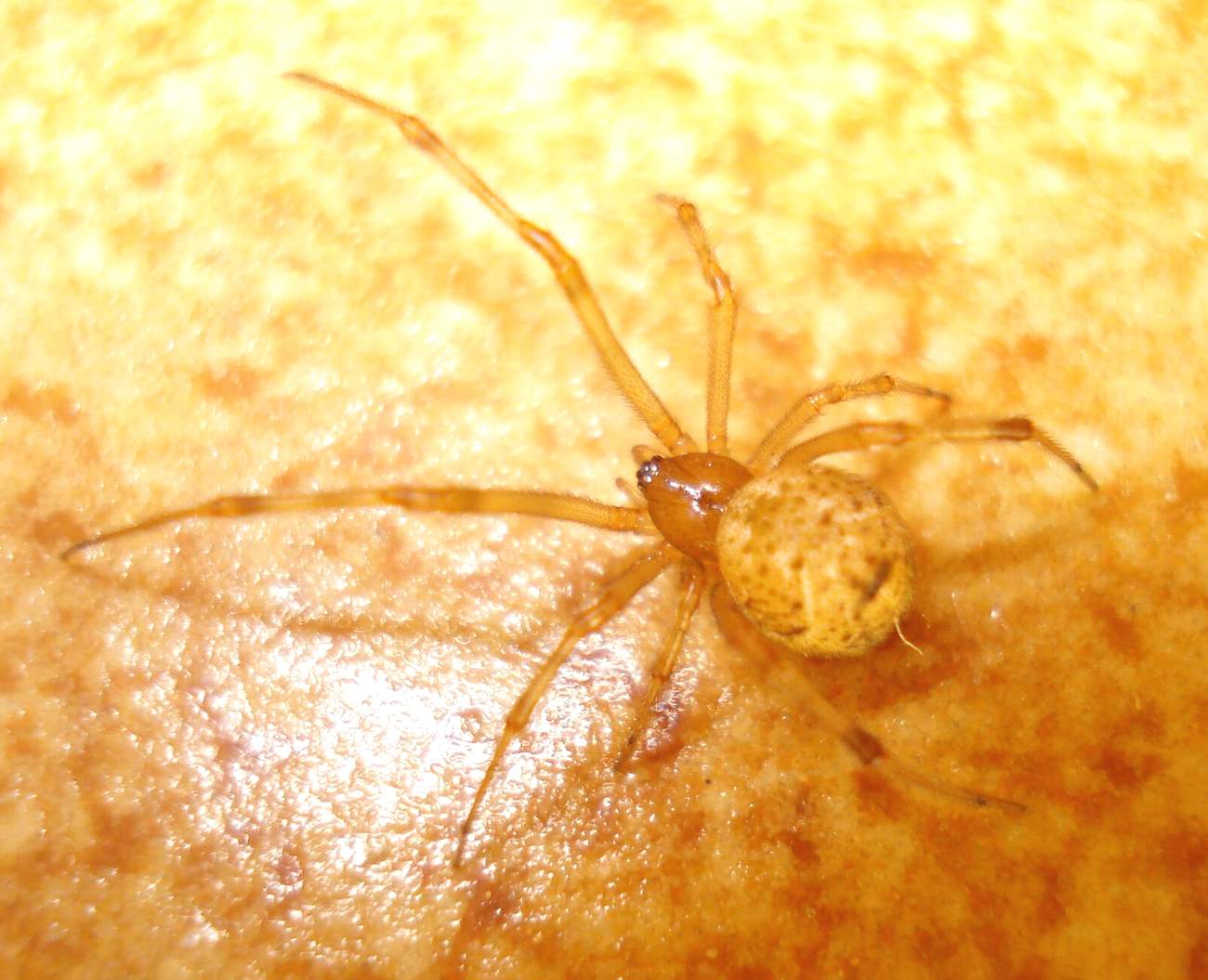 Parasteatoda tepidariorum