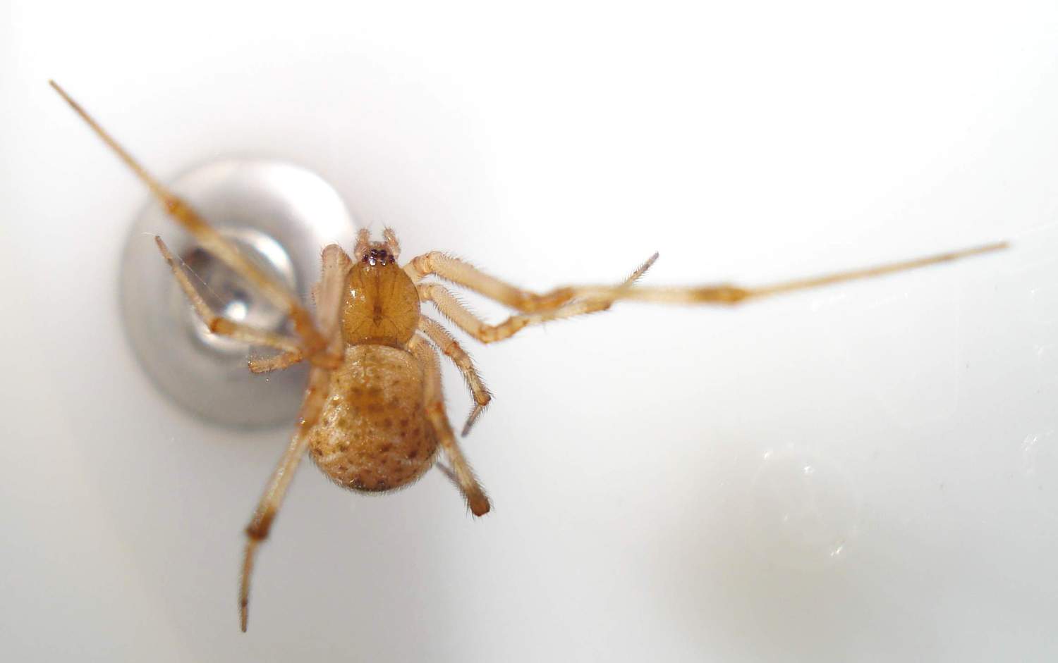 Parasteatoda tepidariorum