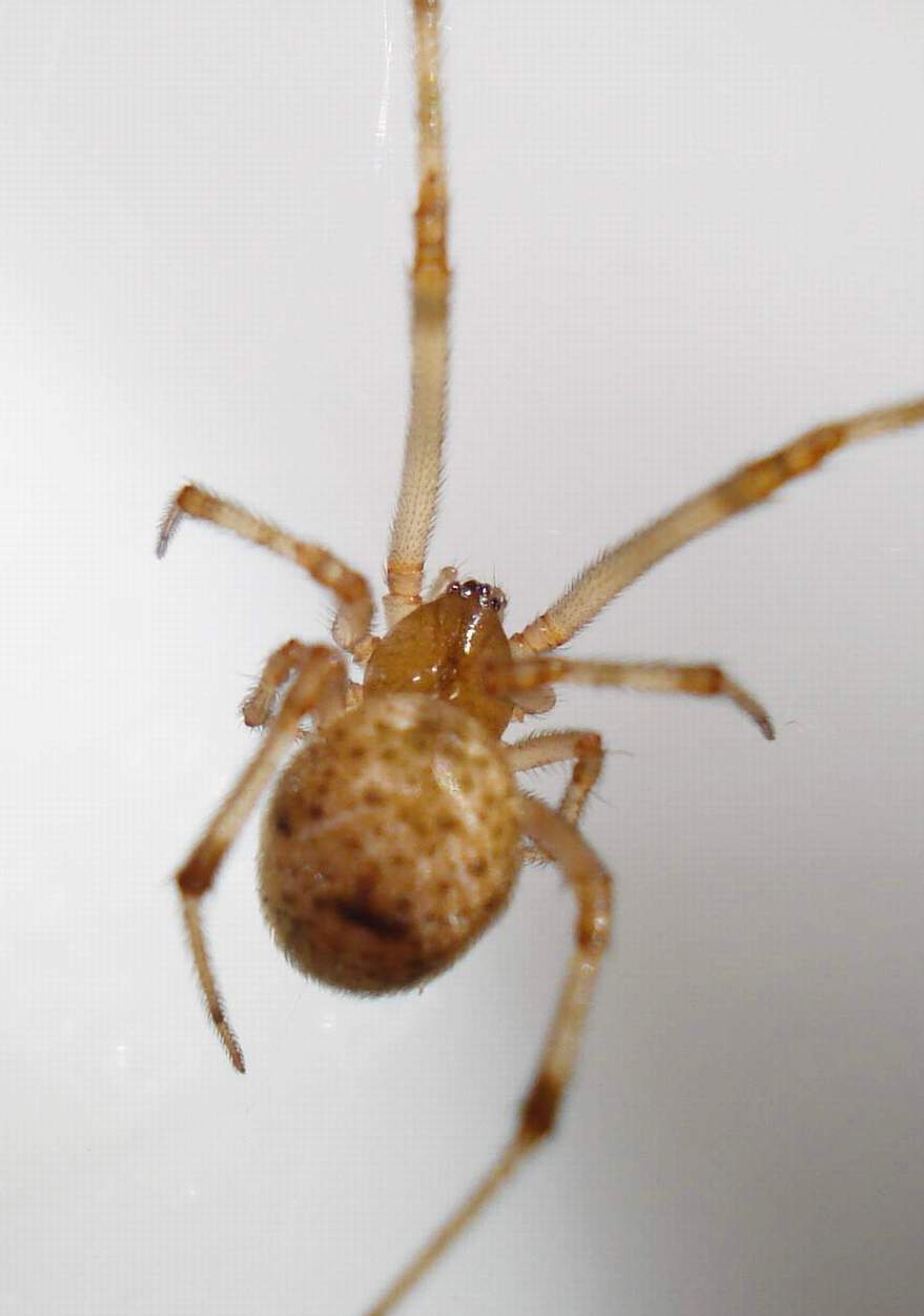 Parasteatoda tepidariorum