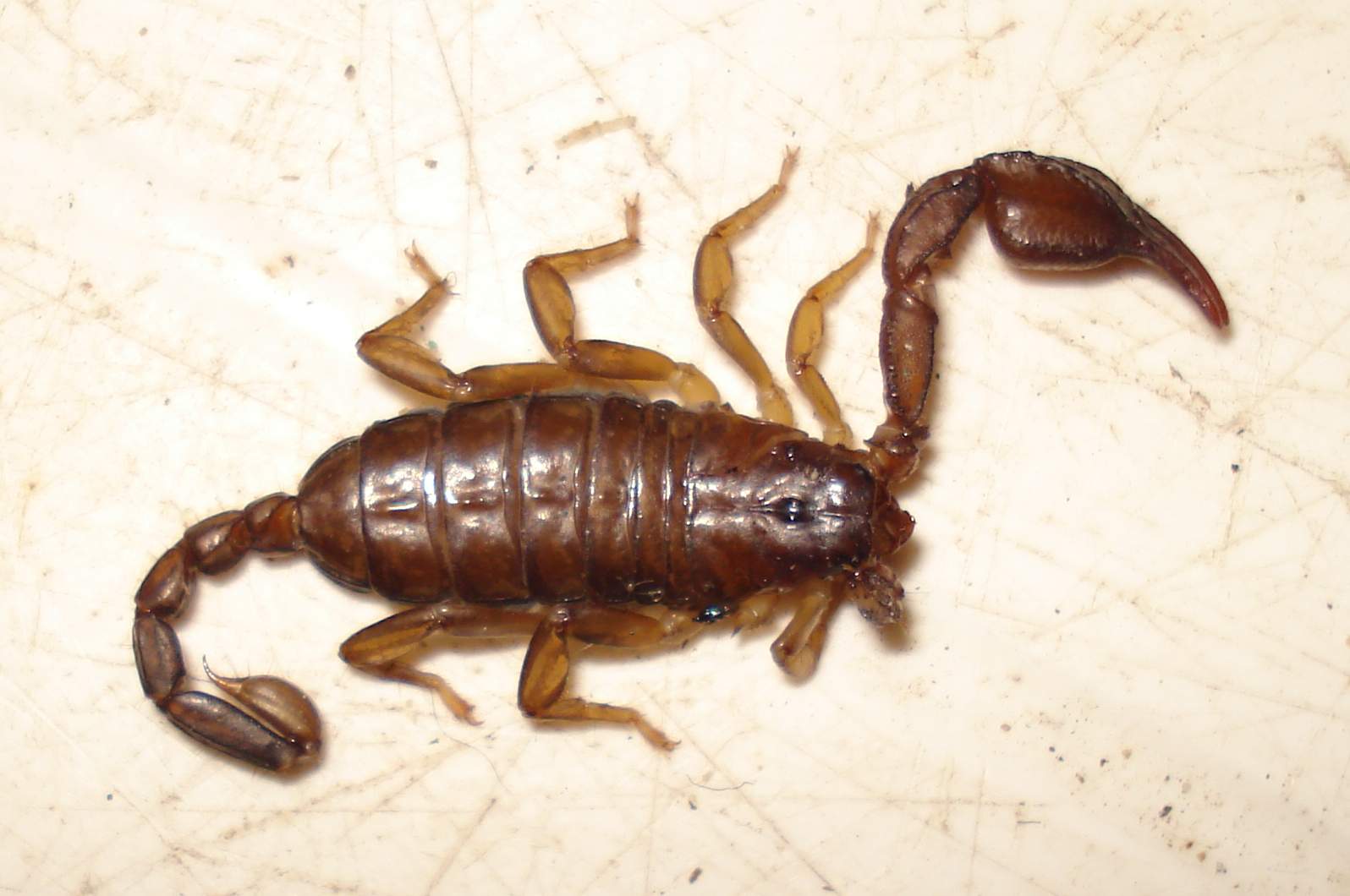 Euscorpius concinnus - Anzio