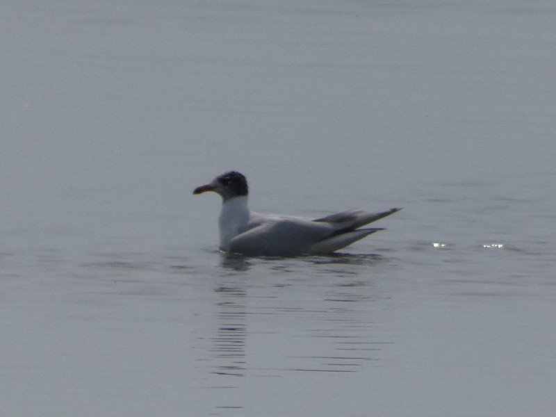 Gabbiano corallino (Larus melanocephalus) ?   S !