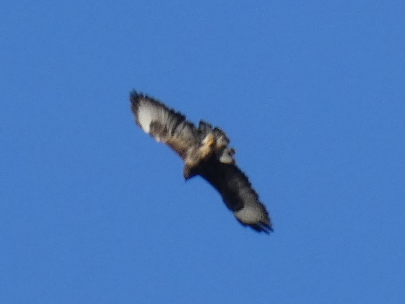 Poiana (Buteo buteo)? S !