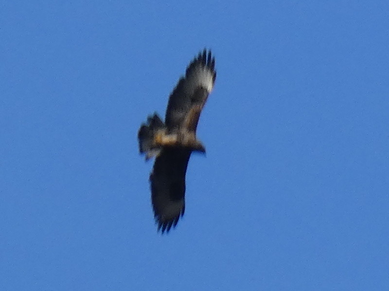 Poiana (Buteo buteo)? S !