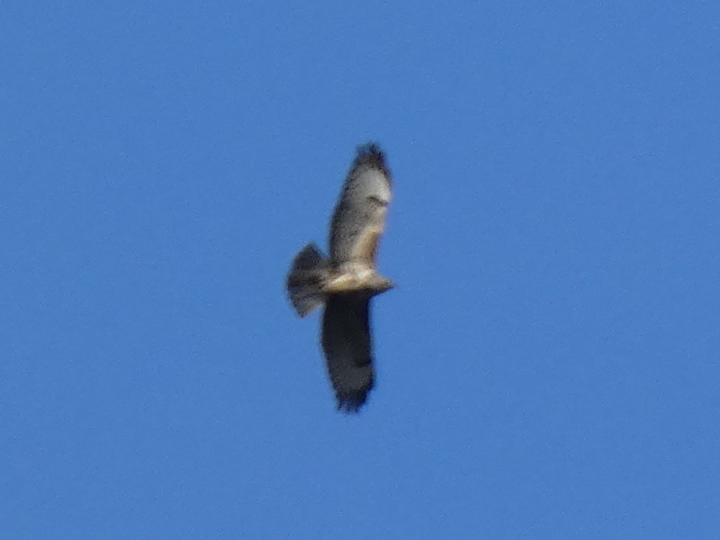 Poiana (Buteo buteo)? S !