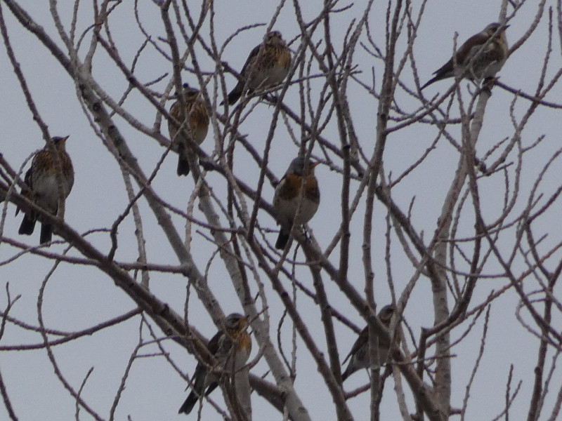 Cesene (Turdus pilaris)