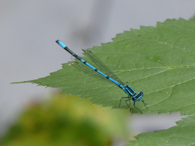 Coenagrion puella?