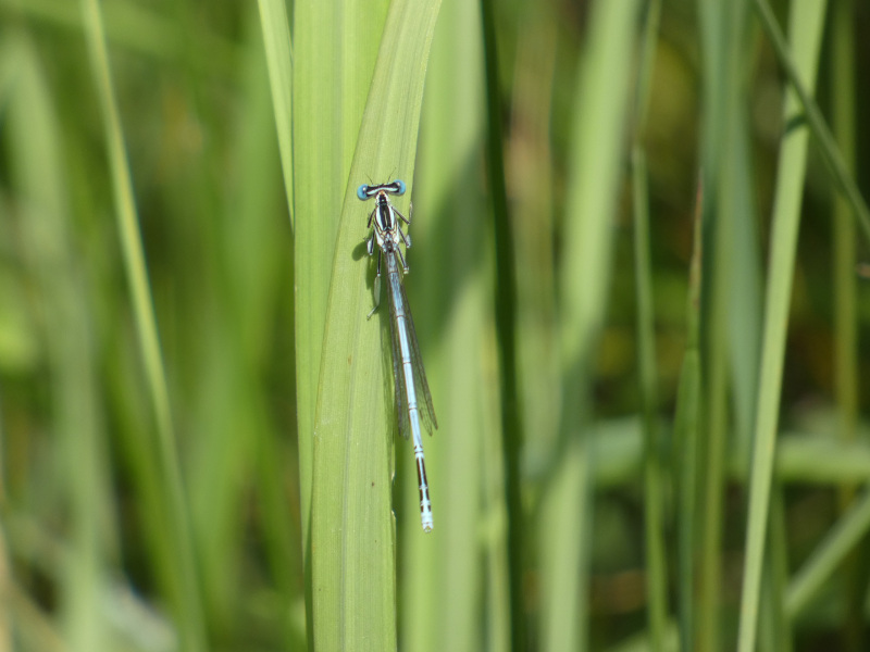 Platycnemis pennipes?