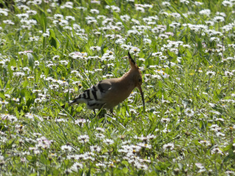 Upupa arrivata!