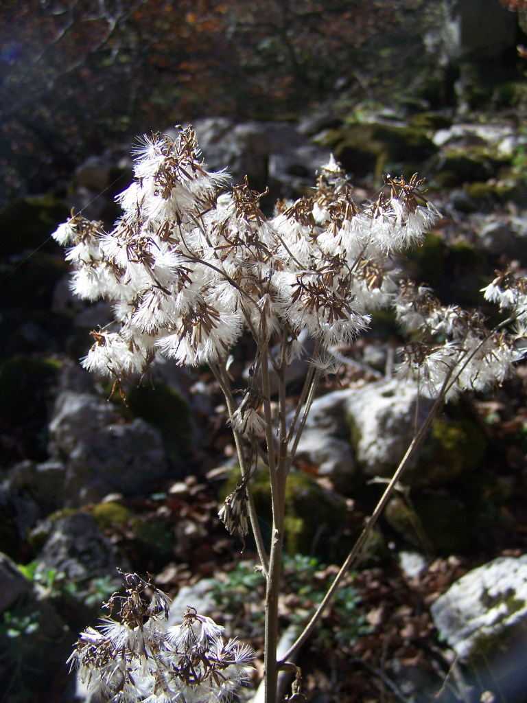 il monte marsicano