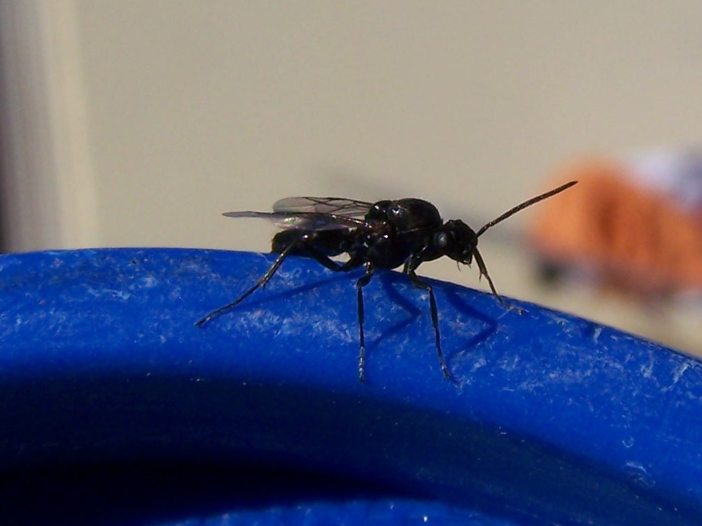 Formicidae?  S, Polyergus rufescens, maschio