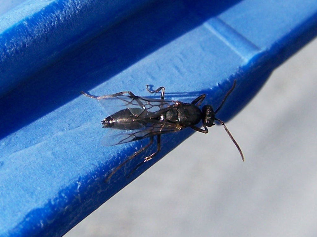 Formicidae?  S, Polyergus rufescens, maschio