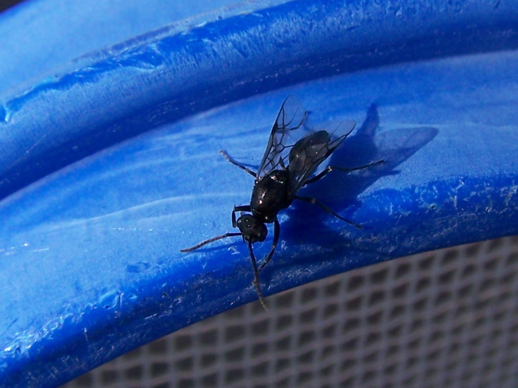 Formicidae?  S, Polyergus rufescens, maschio