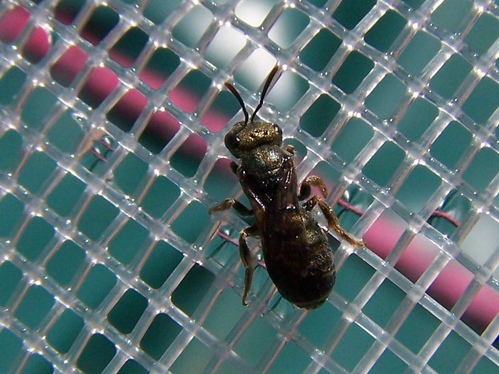 Femmina di Apidae Halictinae: Lasioglossum sp. o Halictus sp.