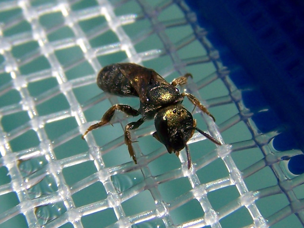 Femmina di Apidae Halictinae: Lasioglossum sp. o Halictus sp.