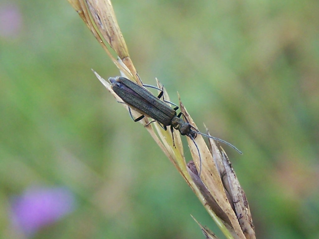 Oedemera gr. virescens