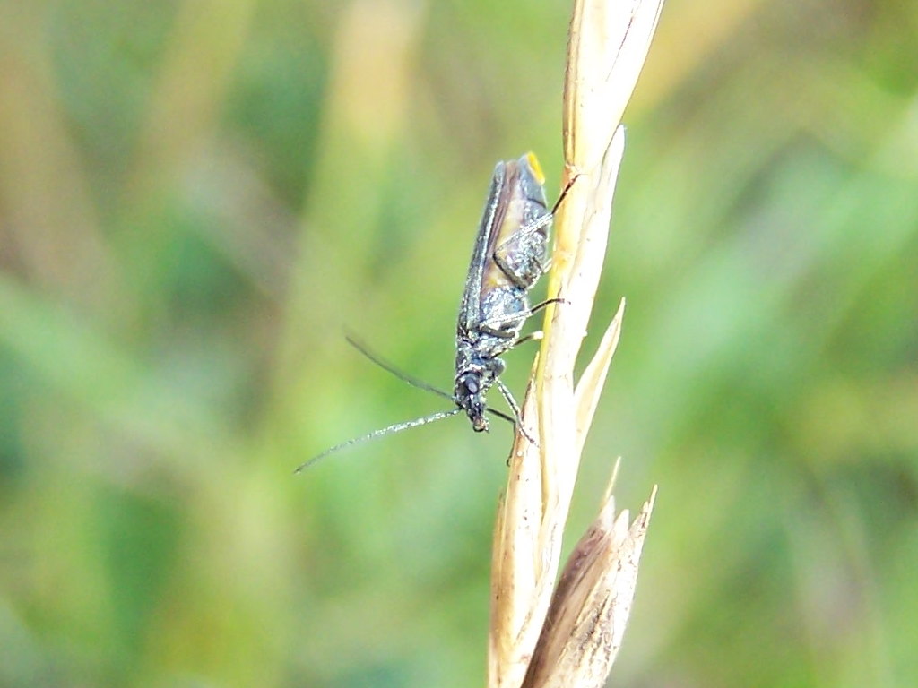 Oedemera gr. virescens