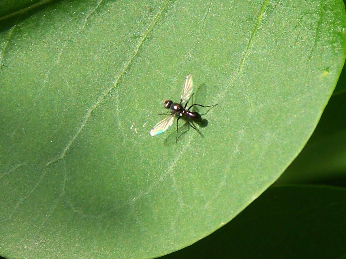 Sepsis sp. (Sepsidae)